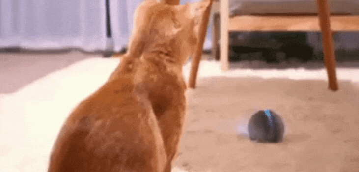 peppy pet ball gif cat catchinf the ball